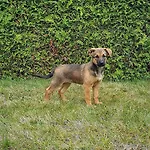 Daire Zinimiri Freiensteinau