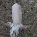 Zinimiri