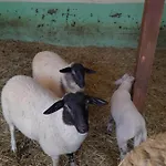 Zinimiri Freiensteinau