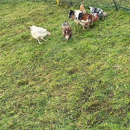 Zinimiri Freiensteinau