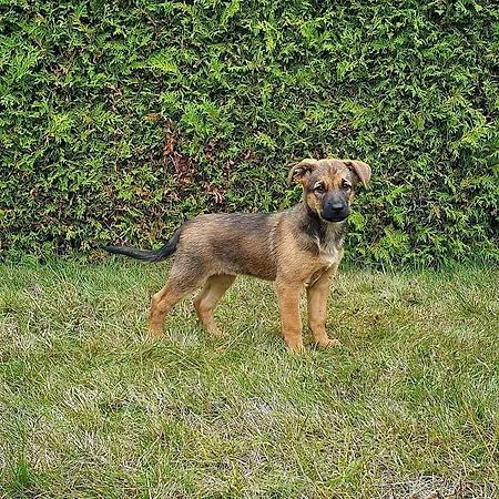 Apartamento Zinimiri Freiensteinau