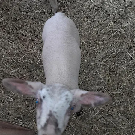 Zinimiri