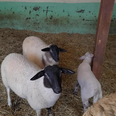 Zinimiri Freiensteinau