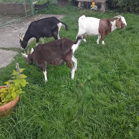 Apartamento Zinimiri Freiensteinau