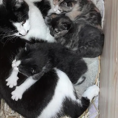 Apartamento Zinimiri Freiensteinau