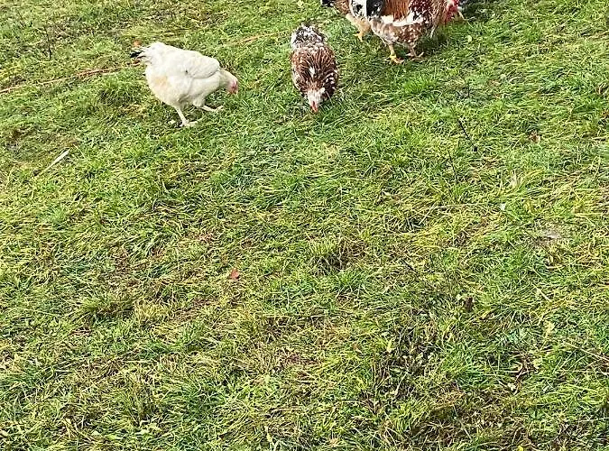 Zinimiri Freiensteinau