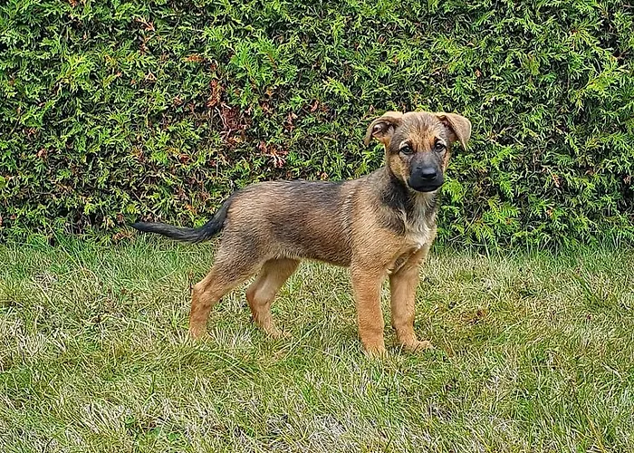 شقة Zinimiri Freiensteinau