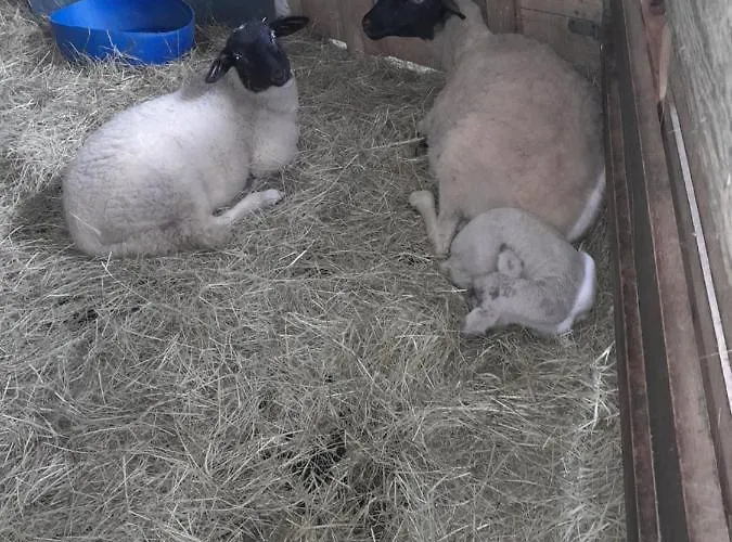 شقة Zinimiri Freiensteinau