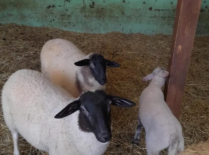 Zinimiri Freiensteinau