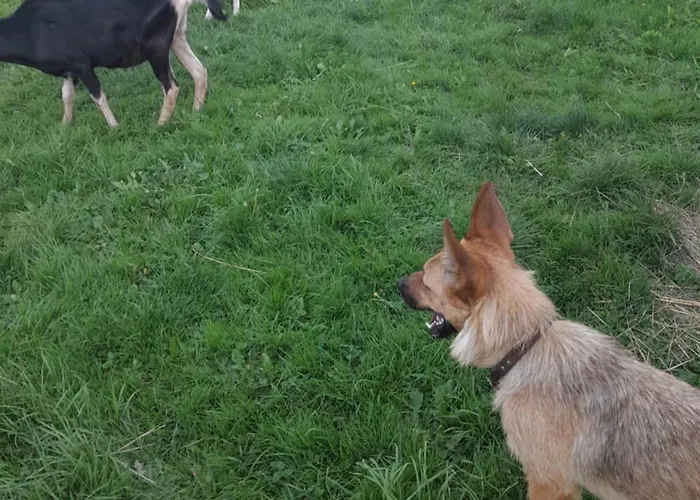 Zinimiri Freiensteinau