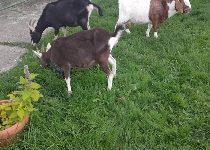 شقة Zinimiri Freiensteinau