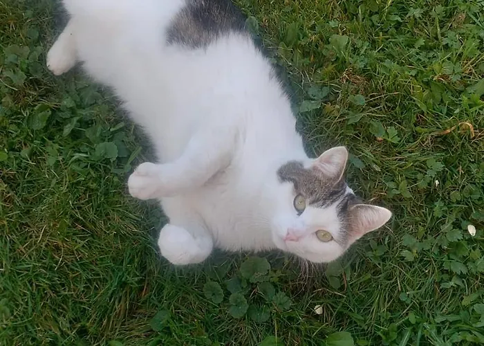 Zinimiri شقة Freiensteinau