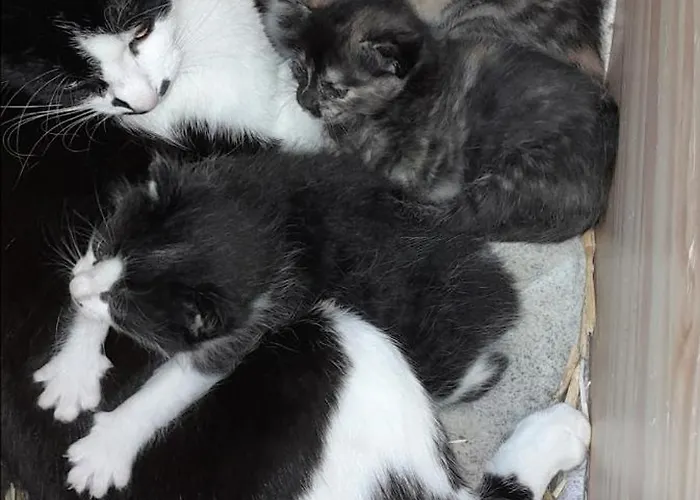 شقة Zinimiri Freiensteinau